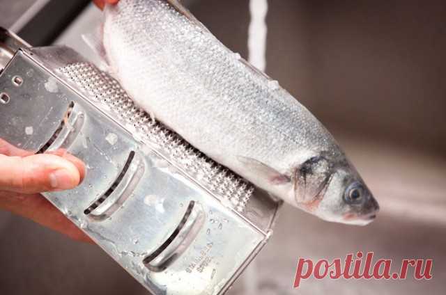 Способ очистки рыбы от чешуи! — Полезные советы