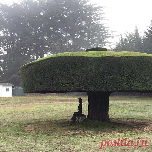 Along California’s Highway 1, Jim Mangan (@jimmangan) found a piece of art that doubles as a riddle. “I like the idea of someone contemplating whether or not the silhouette of the woman sitting under the tree is real or a sculpture,” says the photographer. “There’s a moment of contemplation, mystery.”
#TheWeekOnInstagram.
Photo by @jimmangan