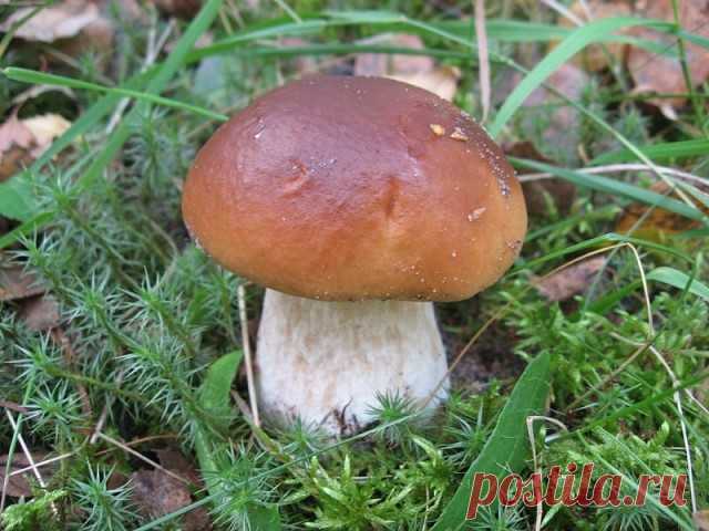Как посеять грибы