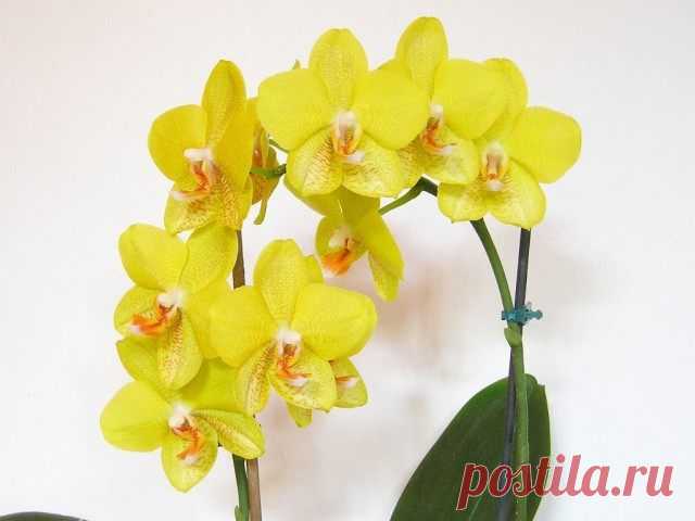 И Ваша орхидея будет цвести круглый год. 7 ВАЖНЫХ СЕКРЕТОВ по уходу за орхидеями | Психология