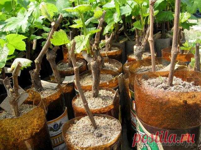 Выращивание винограда из черенков, укоренение и высадка в грунт