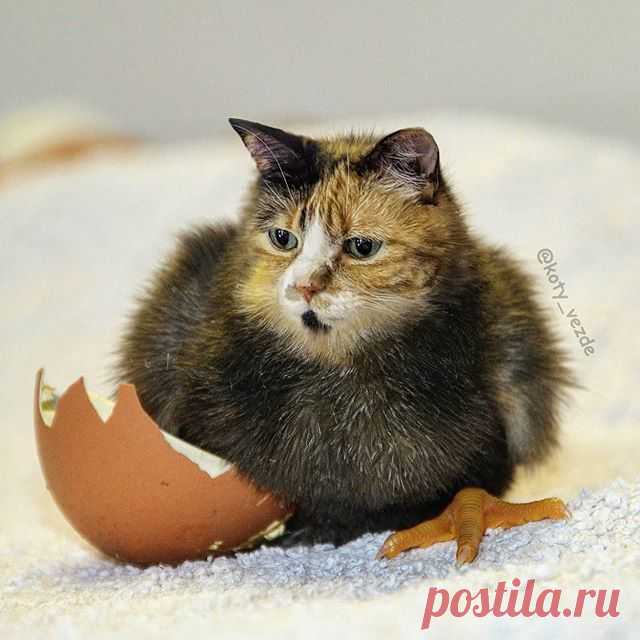 And who is this hatched for us here? ☺️
Chicken for @andreajep84🐣
.
.
#кот #котик #коты #cat #cats #catsofinstagram #catsagram #strange  #Photoshop #meme #memes #catmeme #funnycats #humor #юмор #lol #cats_of_instagram #catsofworld #catlover #мем #птенец #littlebird #bird #chicken #chickens #bird #egg #猫
.
.
You can buy a mix with your cat - DM
And you can find me on Patreon!