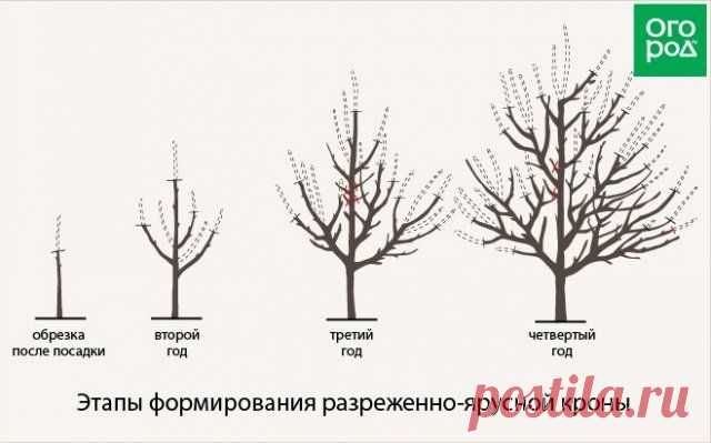 Как обрезать плодовые деревья – все о видах крон и их формировании в картинках | Уход за садом (Огород.ru)