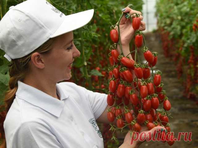 Самые вкусные томаты! Серия томатов «Вкуснотека» от агрохолдинга ПОИСК. Ботаничка.ru