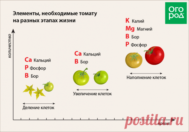 Этапы развития томатного растения – когда и чем подкармливать помидоры | Личный опыт (Огород.ru)