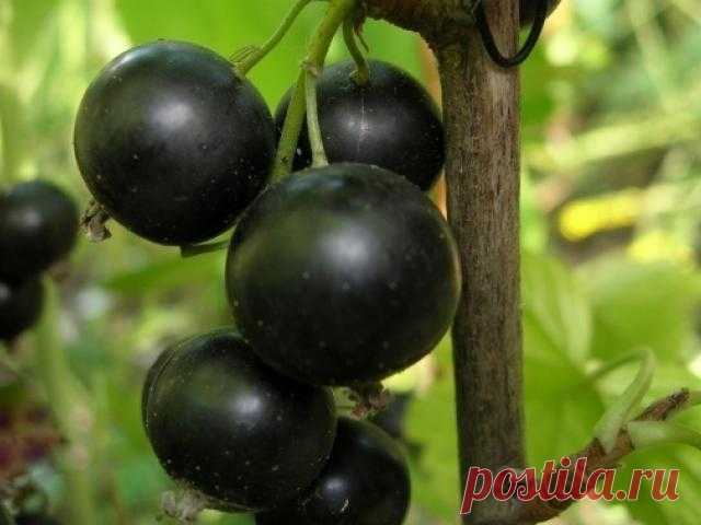 Черная смородина – настоящий садовый деликатес! Самые крупные сорта | 6 соток
