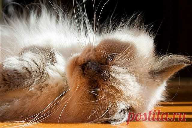 Scary Blue Point Himalayan | Flickr - Photo Sharing!