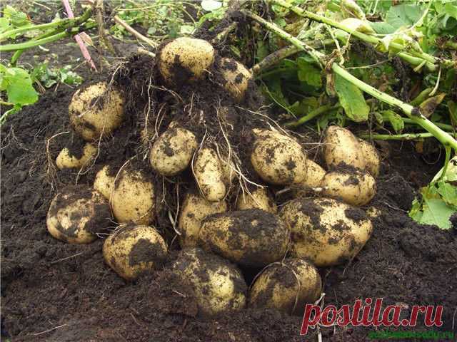 Выращивание картошки для ленивых | Дачный участок