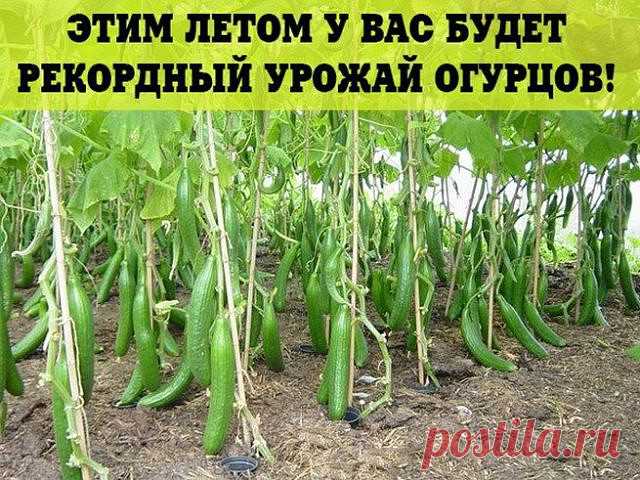 Мечтаете о большом урожае огурцов?