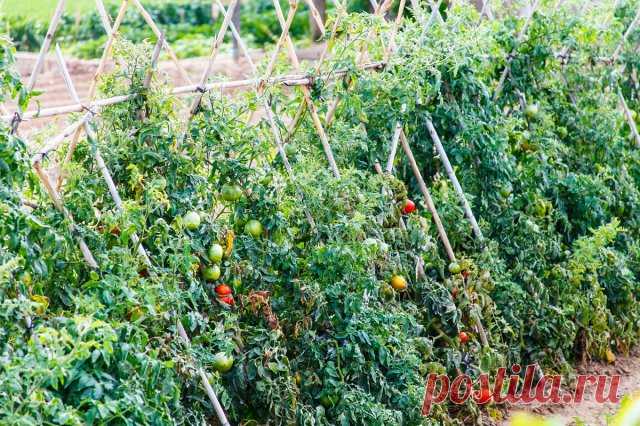 На каком расстоянии сажать помидоры в теплице и открытом грунте (схемы) | Томаты (Огород.ru)