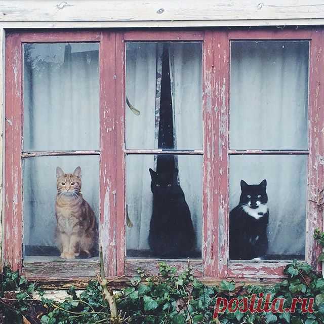 CyBeRGaTa - Cats, Memes, New Mexico — cat-in-windows:   england  via @marta.kocjan...