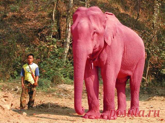 Розовый слон – редкая разновидность обычного индийского слона. Встречается