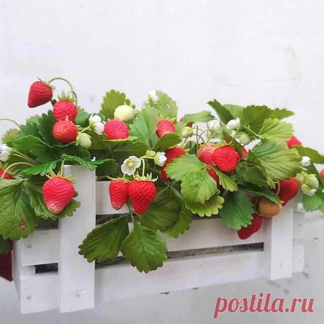 Photo by Ольга Щербакова on May 09, 2020. На изображении может находиться: цветок и растение