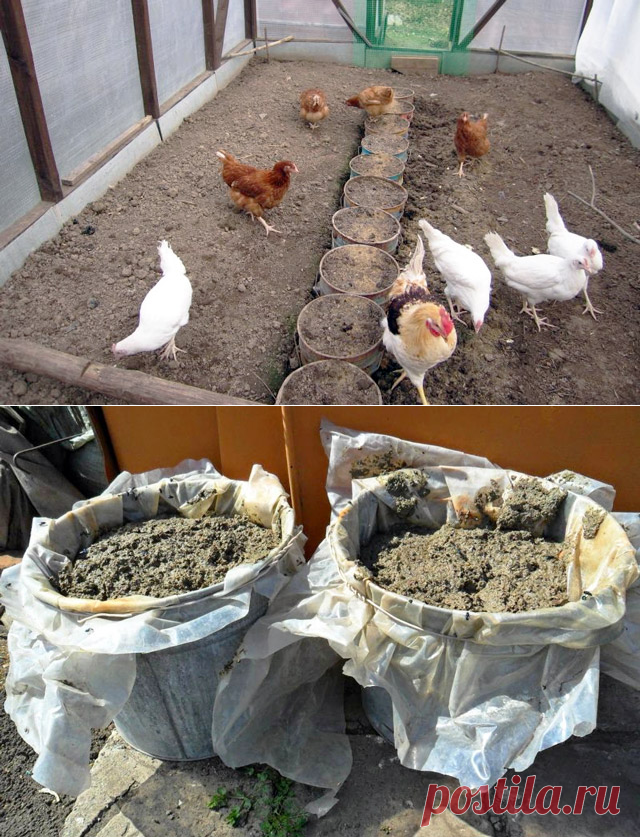 Настой куриного помета для подкормки растений