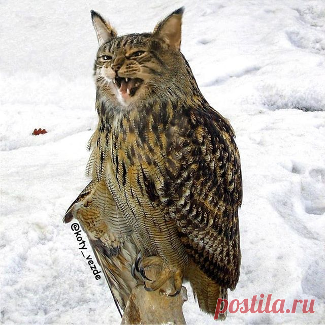 Owls for @lee_______b 🦉
.
.
Hey! If you have a store and you want to produce my merchandise, write to me (DM or email)!
.
#кот #котик #коты #cat #cats #catsofinstagram #catsagram #strange  #Photoshop #meme #memes #catmeme #funnycats #humor #юмор #kotyvezde #cats_of_instagram #catsofworld #catlover #мем #мемы #совы #owl #owls #птицы #bird #birds  #猫
.
You can buy a mix with your cat - DM
And you can find me on Patreon!