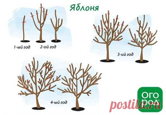Обрезка плодовых деревьев весной – советы для начинающих и не только