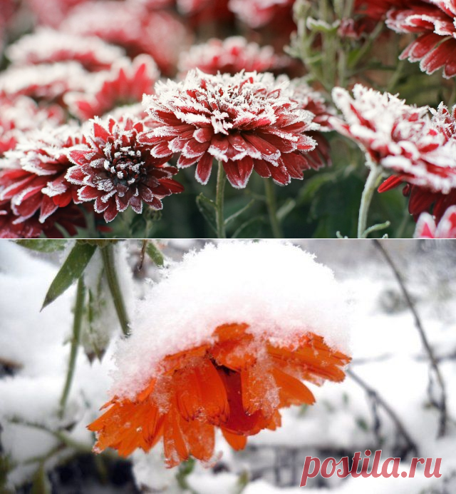 Цветы, которым не страшны осенние заморозки | Дизайн участка (Огород.ru)