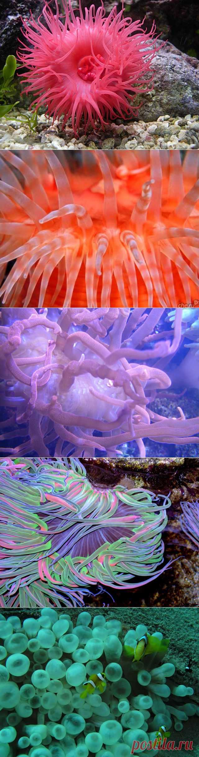 Подводный мир. Морские анемоны.