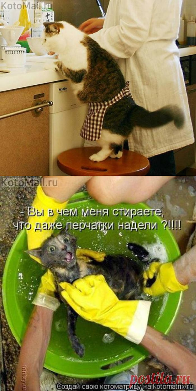 Я всё контролирую! | KotoMail.ru