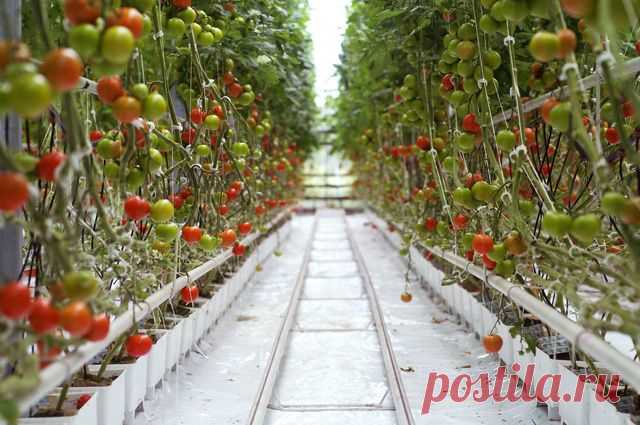 Можно ли класть в компост листья с кустов томатов? АиФ.ru отвечает на вопросы читателей.