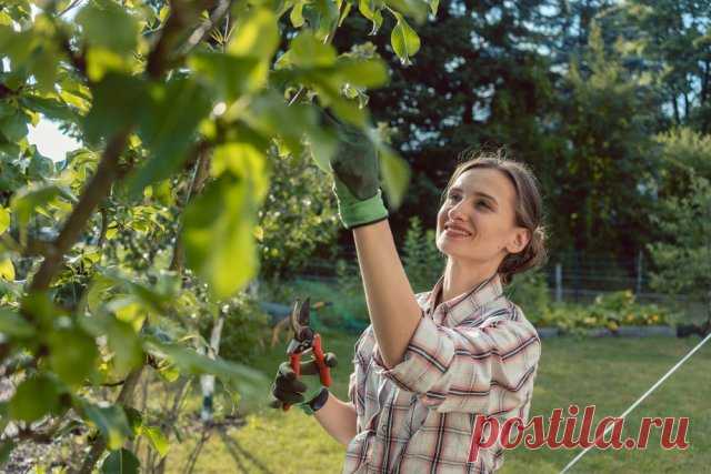 30 дел, которые надо сделать в саду, огороде и цветнике в июле | Новости (Огород.ru)