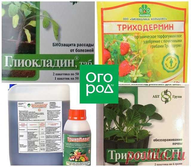 Все средства, которые должны быть в запасе у томатовода | Томаты (Огород.ru)