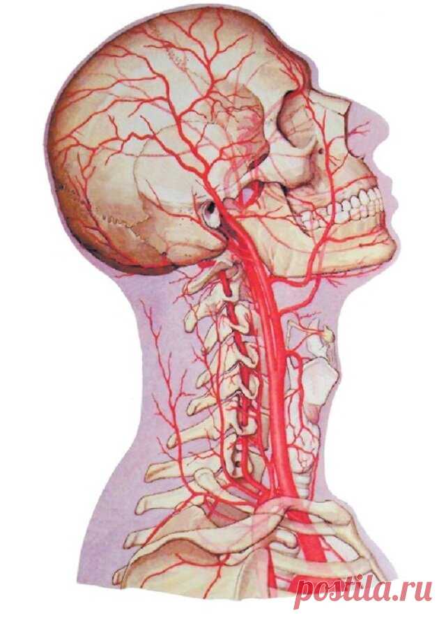 Анатомия сосудов головы. Брахиоцефальные артерии анатомия. Позвоночная артерия (a.vertebralis). Затылочная артерия. Позвоночная артерия анатомия атлас.