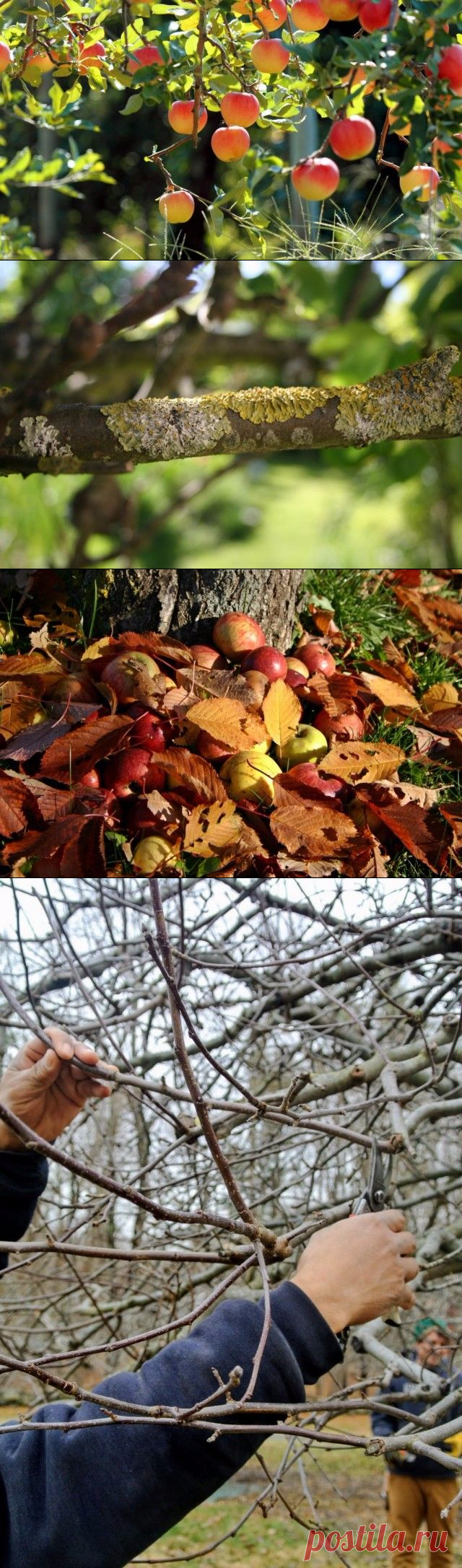 Осенний уход за яблонями по правилам