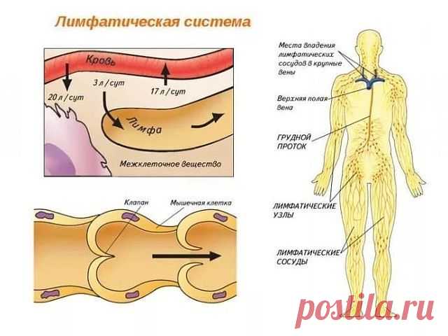 ЛИМФАТИЧЕСКАЯ СИСТЕМА. (ЧАСТЬ 1).


***

Лимфатическая система, о чем не знают 90% врачей 

Лимфатическая система – одна из самых сложных и хитро устроенных систем человека. В нашей стране есть всего около 200-300 знающих лимфологов, один из которых поделился с нами своим мнением, которое мы и приводим ниже.

«ВЫ ДАЖЕ НЕ ПРЕДСТАВЛЯЕТЕ, НАСКОЛЬКО МЫ НИЧЕГО НЕ ЗНАЕМ о лимфатической системе!!! То есть, даже не на уровне участковых врачей, но даже на высоком уровне узкоспециал...