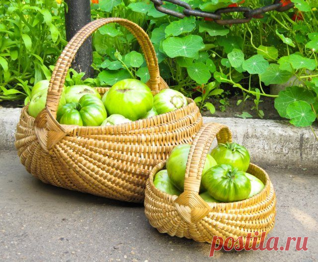 Как ускорить дозревание зеленых помидоров в домашних условиях | Томаты (Огород.ru)