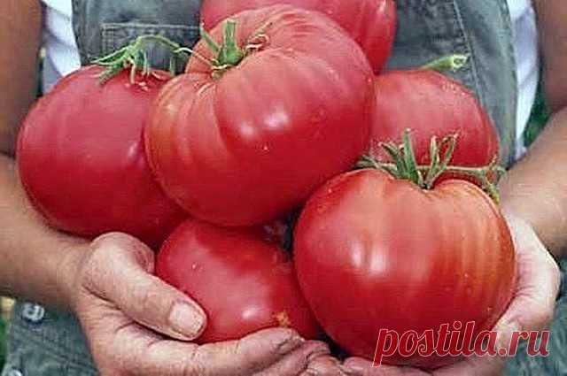 ЧТОБЫ ПОМИДОРЧИКИ БЫЛИ КРУПНЫМИ!
Чтобы любимые помидоры были крупными и созревали быстрее, приготовим для них полезные напитки: 
- в 10 литров добавим 3-4 капли йода. Поливать томатные кустики следует под корень один раз в неделю в объеме 1,5-2 литра под каждое растение; 
- заполните бочку объемом 200 л крапивой и листиками одуванчиков примерно на 1/3. 
Добавьте в смесь ведро навоза, залейте водой. Для ускорения брожения накройте бочку пленкой. Примерно через 10 дней удобр...