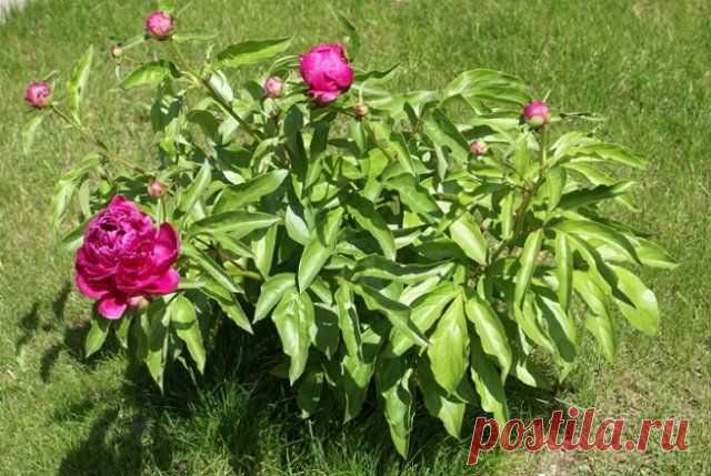 Чем подкормить пионы весной для пышного цветения | Пионы (Огород.ru)