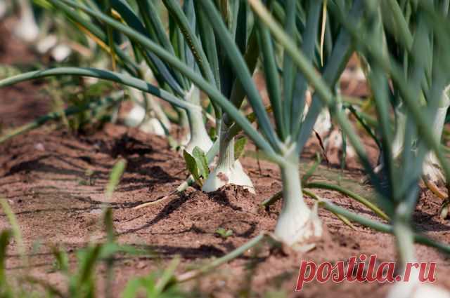 Когда и как правильно посадить озимый лук