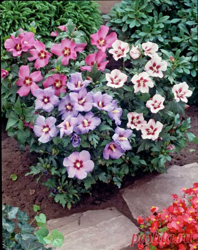 Гибискус сирийский (Hibiscus syriacus)