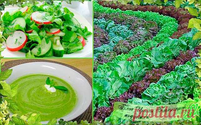 Что можно приготовить из листьев салата: полезные рецепты для организма