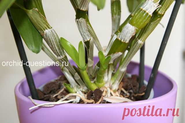 Орхидея дендробиум отцвела. Что делать дальше? | Орхидеи: вопросы и ответы