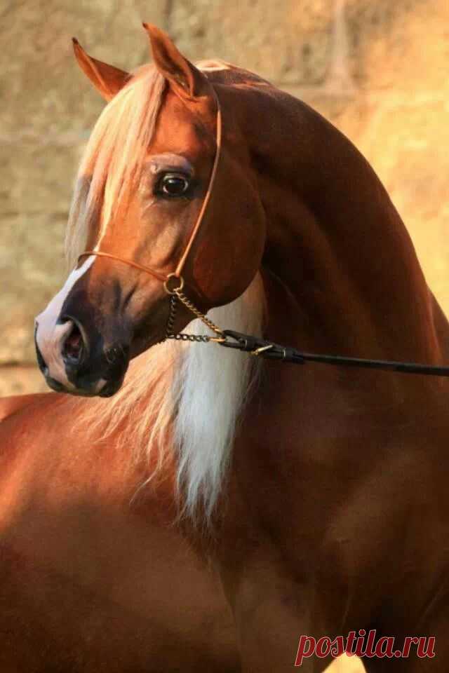 Очарование лошади - Группы Мой Мир
