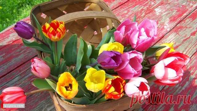 spring007156vipics.jpg (640×360)