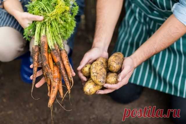7 вещей, которые вы должны сделать с растениями до наступления мороза | Почва и плодородие (Огород.ru)