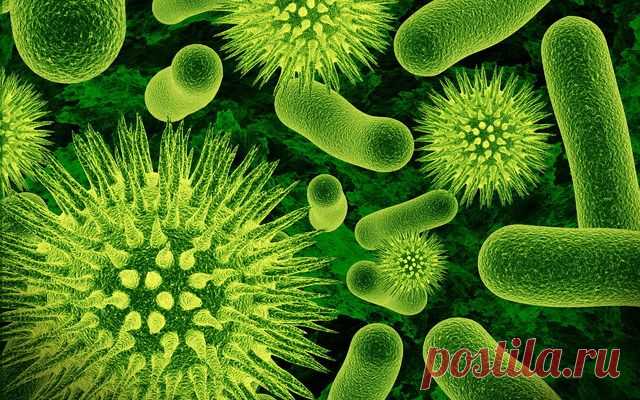 Обои макро, микробы, бактерии для рабочего стола – картинка #17909,  на WallBox.ru
