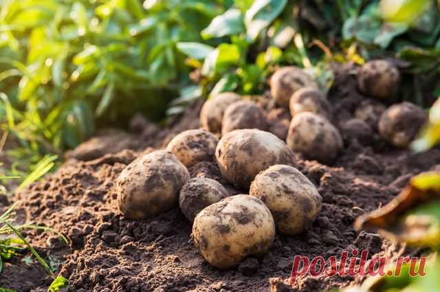 Как вырастить хорошую раннюю картошку? | 6 соток