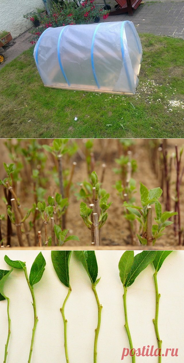 Личный опыт: как размножить зелеными черенками трудноукореняемые растения | Рассада (Огород.ru)