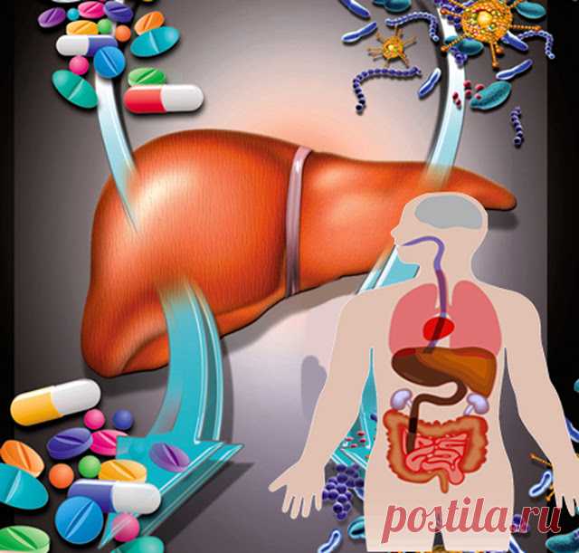 Как восстановить печень и избавиться от лишнего веса всего за 30 дней