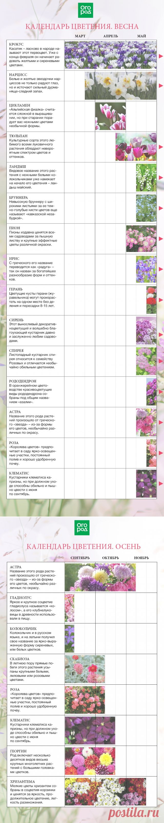 Календарь цветения многолетников по месяцам с весны до осени | Календарь работ (Огород.ru)