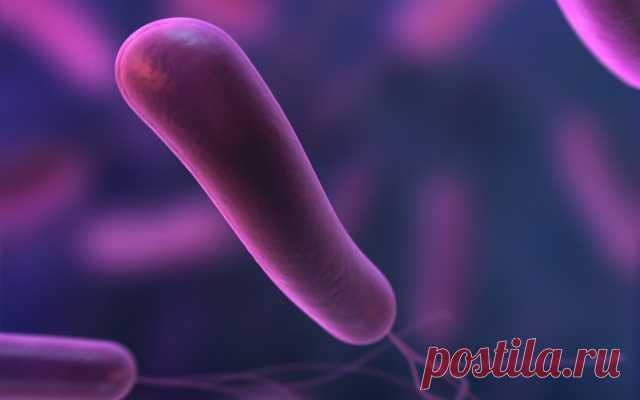 Народные Средства Губительные Для Helicobacter Pylori
