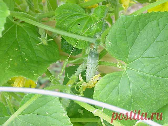 How to Grow Cucumbers Cukes are one of my favorite vegetables. Seldom do I not have a few in my crisper drawer. They vary in delightful ways, from “burpless” varieties to ones bred just for pickling to slici…