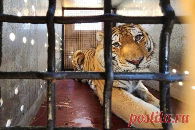 Амурский тигр из Владивостока переехал в Москву. Взрослого самца амурского тигра поймали в Хабаровском крае и отправили в Москву.