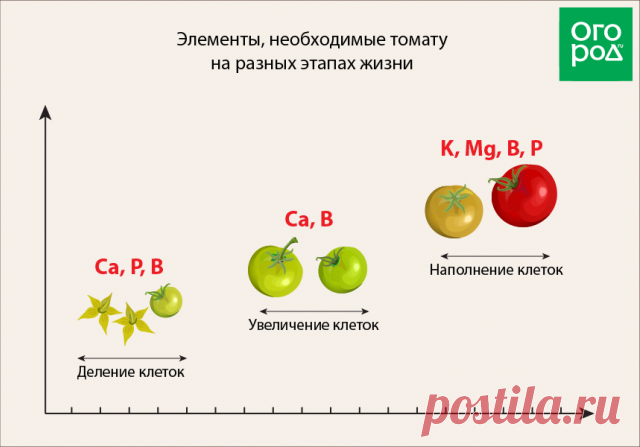 Этапы развития томатного растения – когда и чем подкармливать помидоры