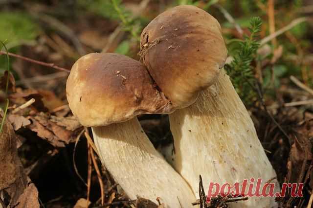 Чем полезны белые грибы (боровики)