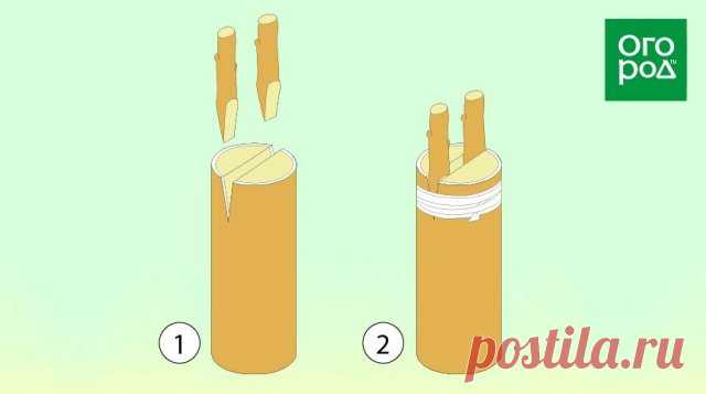 На какую ветку делается прививка дерева | Уход за садом (Огород.ru)